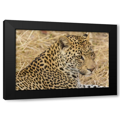 South Ngala Private Game Reserve Adult leopard Black Modern Wood Framed Art Print by Lord, Fred