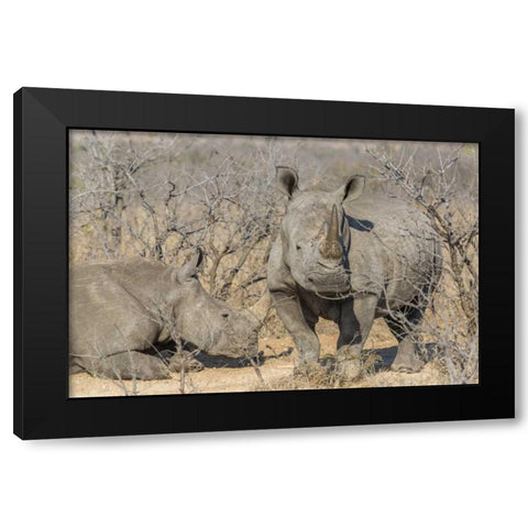South Africa White rhinos in a barren landscape Black Modern Wood Framed Art Print with Double Matting by Lord, Fred