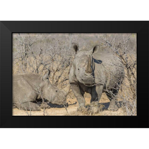 South Africa White rhinos in a barren landscape Black Modern Wood Framed Art Print by Lord, Fred