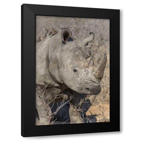 South Ngala Private Game Reserve White rhino Black Modern Wood Framed Art Print by Lord, Fred