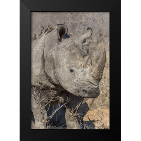 South Ngala Private Game Reserve White rhino Black Modern Wood Framed Art Print by Lord, Fred