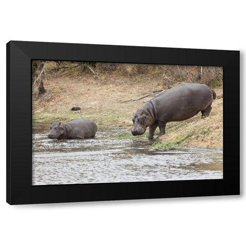 South Africa Adult and juvenile hippopotamus Black Modern Wood Framed Art Print by Lord, Fred