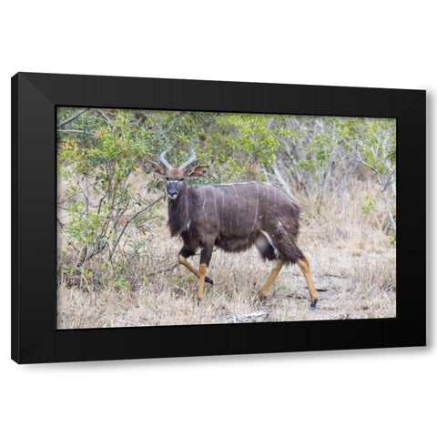 Africa, South Africa Greater kudu antelope Black Modern Wood Framed Art Print by Lord, Fred