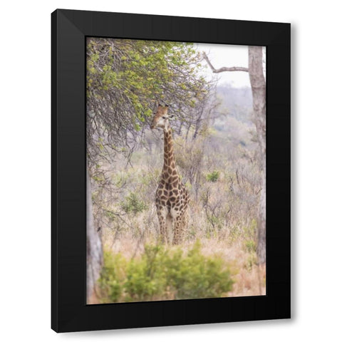 Africa, South Africa Giraffe stands under tree Black Modern Wood Framed Art Print by Lord, Fred
