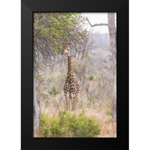 Africa, South Africa Giraffe stands under tree Black Modern Wood Framed Art Print by Lord, Fred