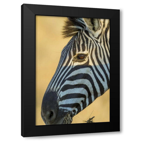 Africa, South Africa Profile of zebra Black Modern Wood Framed Art Print by Lord, Fred