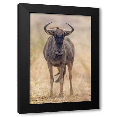 Africa, South Africa Frontal view of gnu Black Modern Wood Framed Art Print by Lord, Fred