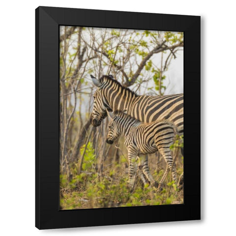 Africa, South Africa Mother and juvenile zebras Black Modern Wood Framed Art Print by Lord, Fred