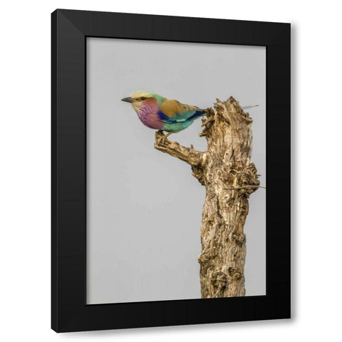 South Africa Lilac-breasted roller bird on stump Black Modern Wood Framed Art Print by Lord, Fred