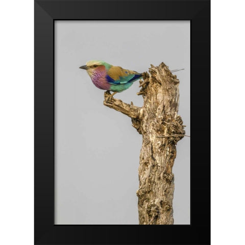 South Africa Lilac-breasted roller bird on stump Black Modern Wood Framed Art Print by Lord, Fred