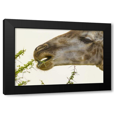 South Africa Giraffe feeding on acacia leaves Black Modern Wood Framed Art Print by Lord, Fred
