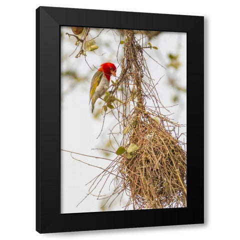 South Africa Male red-headed weaver on nest Black Modern Wood Framed Art Print by Lord, Fred