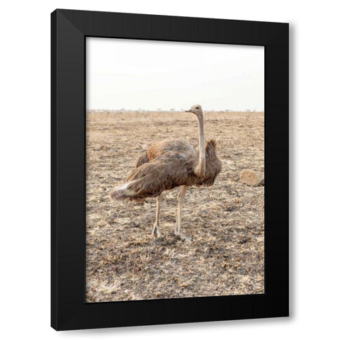 South Africa Female ostrich in mating display Black Modern Wood Framed Art Print by Lord, Fred