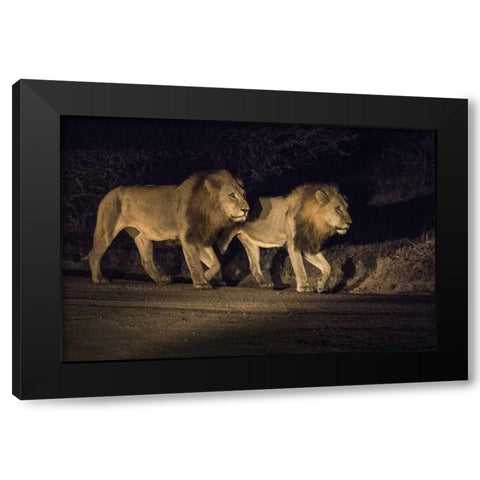 South Africa, Two male lions walking at night Black Modern Wood Framed Art Print by Zuckerman, Jim