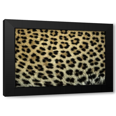 South Africa Close up of Leopard spots Black Modern Wood Framed Art Print by Zuckerman, Jim