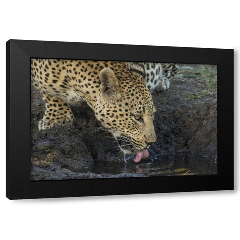 South Africa, Leopard drinking from a waterhole Black Modern Wood Framed Art Print with Double Matting by Zuckerman, Jim