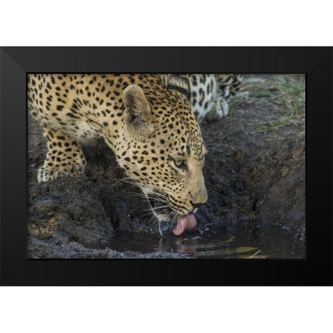 South Africa, Leopard drinking from a waterhole Black Modern Wood Framed Art Print by Zuckerman, Jim