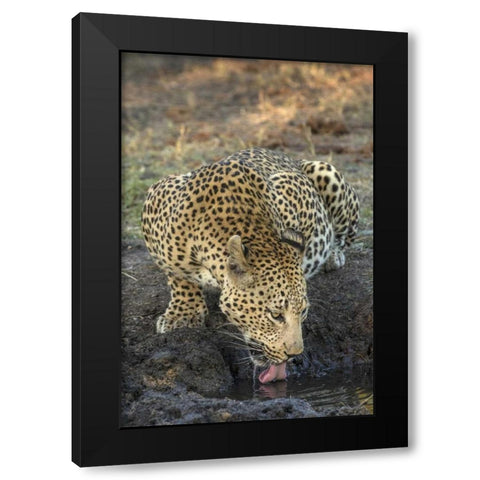 South Africa, Leopard drinking from a waterhole Black Modern Wood Framed Art Print with Double Matting by Zuckerman, Jim