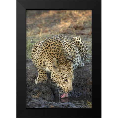 South Africa, Leopard drinking from a waterhole Black Modern Wood Framed Art Print by Zuckerman, Jim