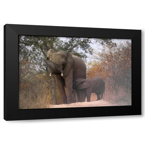 South Africa, Nursing baby elephant Black Modern Wood Framed Art Print by Zuckerman, Jim