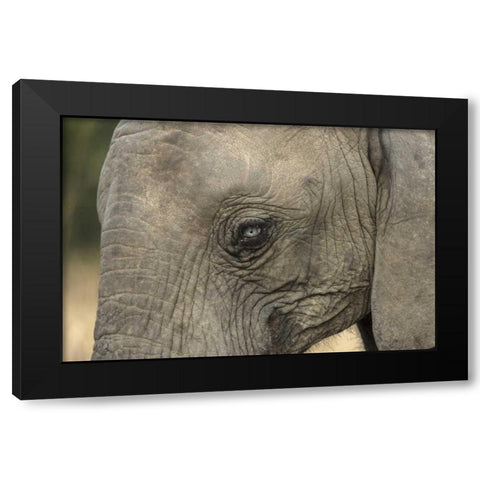 South Africa, Very rare blue-eyed elephant Black Modern Wood Framed Art Print by Zuckerman, Jim