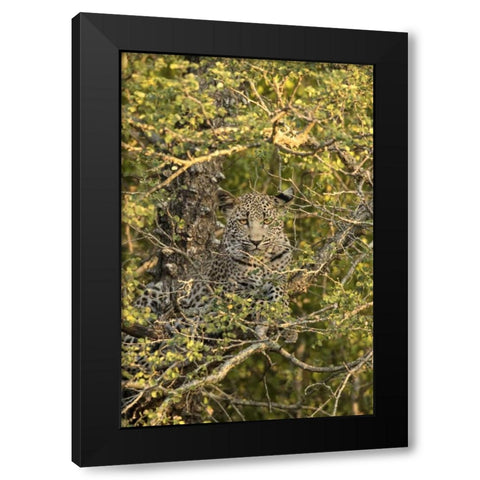 South Africa, Leopard cub hiding from hyenas Black Modern Wood Framed Art Print by Zuckerman, Jim