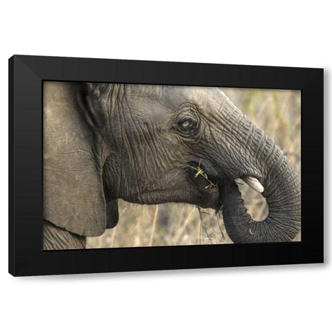 South Africa, Very rare blue-eyed elephant Black Modern Wood Framed Art Print by Zuckerman, Jim