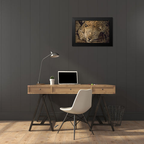 South Africa, Leopard sleeping at night Black Modern Wood Framed Art Print by Zuckerman, Jim