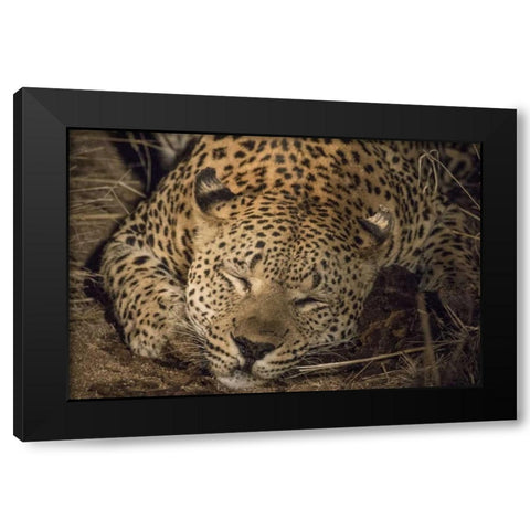 South Africa, Leopard sleeping at night Black Modern Wood Framed Art Print by Zuckerman, Jim