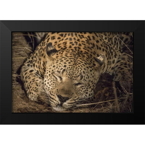 South Africa, Leopard sleeping at night Black Modern Wood Framed Art Print by Zuckerman, Jim