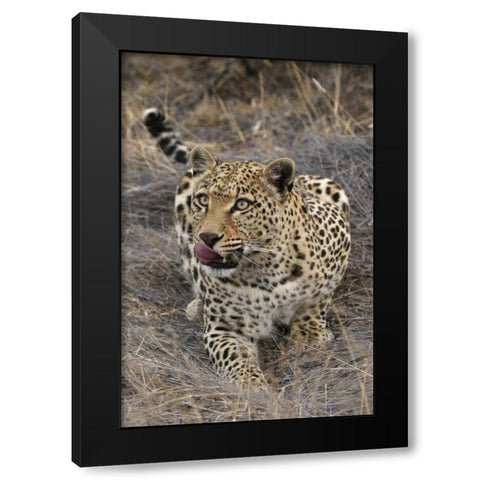 South Africa, Crouching leopard Black Modern Wood Framed Art Print by Zuckerman, Jim