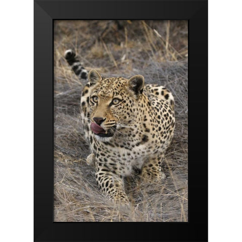 South Africa, Crouching leopard Black Modern Wood Framed Art Print by Zuckerman, Jim