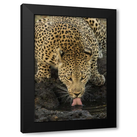 South Kruger NP Leopard drinking at waterhole Black Modern Wood Framed Art Print with Double Matting by Zuckerman, Jim