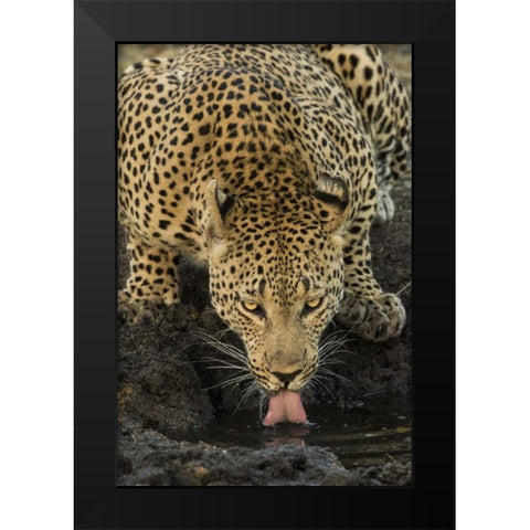 South Kruger NP Leopard drinking at waterhole Black Modern Wood Framed Art Print by Zuckerman, Jim