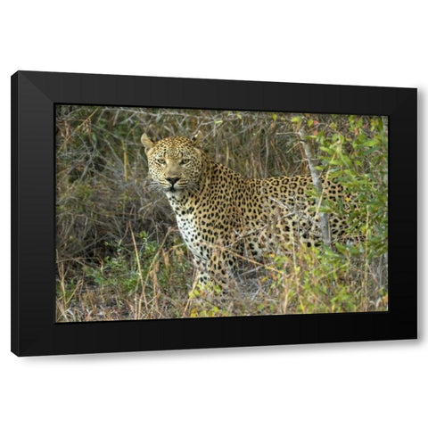 South Sabi Sabi Private Game Reserve Black Modern Wood Framed Art Print with Double Matting by Zuckerman, Jim