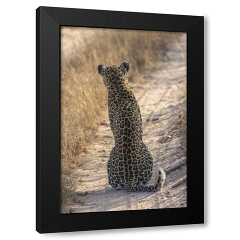 South Africa, Back of leopard sitting in road Black Modern Wood Framed Art Print by Zuckerman, Jim