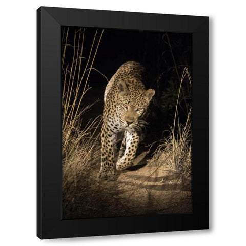 South Africa, Leopard walking trail at night Black Modern Wood Framed Art Print by Zuckerman, Jim