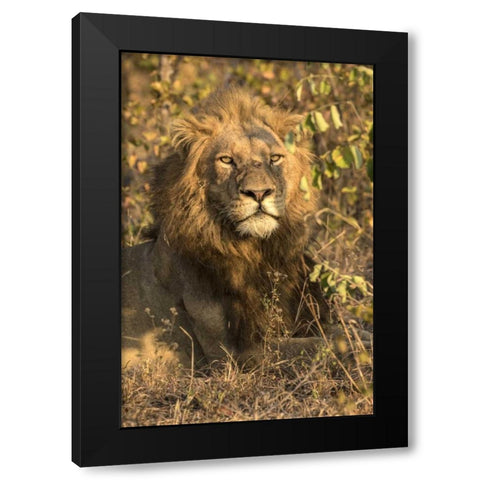 South Africa, Male lion resting Black Modern Wood Framed Art Print by Zuckerman, Jim