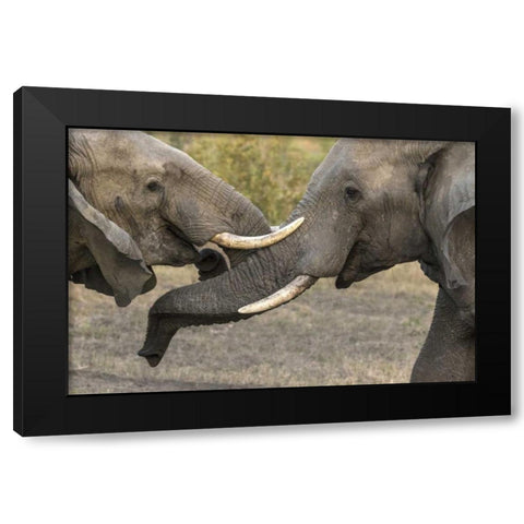 South Africa, Sparring elephants Black Modern Wood Framed Art Print with Double Matting by Zuckerman, Jim
