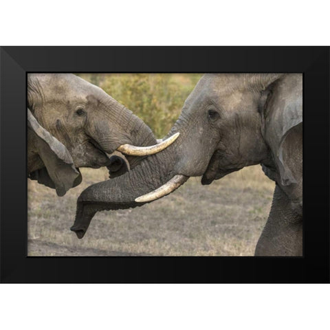 South Africa, Sparring elephants Black Modern Wood Framed Art Print by Zuckerman, Jim
