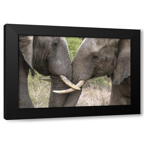 South Africa, Sparring elephants Black Modern Wood Framed Art Print with Double Matting by Zuckerman, Jim