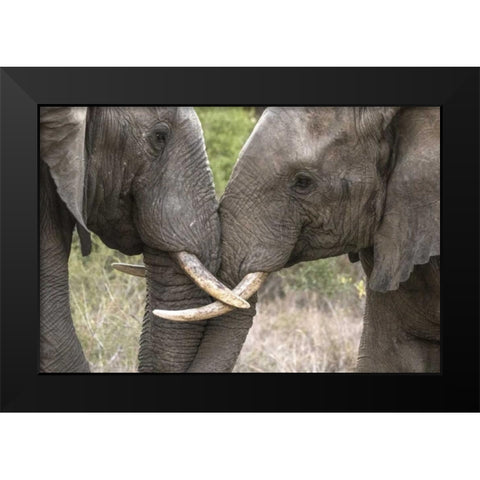 South Africa, Sparring elephants Black Modern Wood Framed Art Print by Zuckerman, Jim