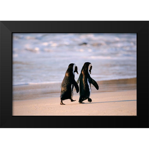African Penguins walking hand in hand near Capetown-South Africa Black Modern Wood Framed Art Print by Westmorland, Stuart