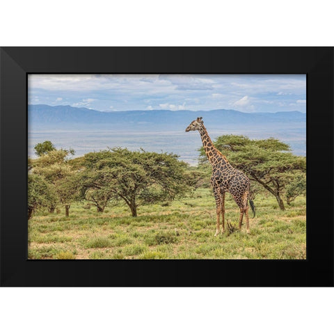 Masai Giraffe grazing on acacia tree-Ngorongoro Conservation Area-Tanzania-Arica Black Modern Wood Framed Art Print by Jones, Adam