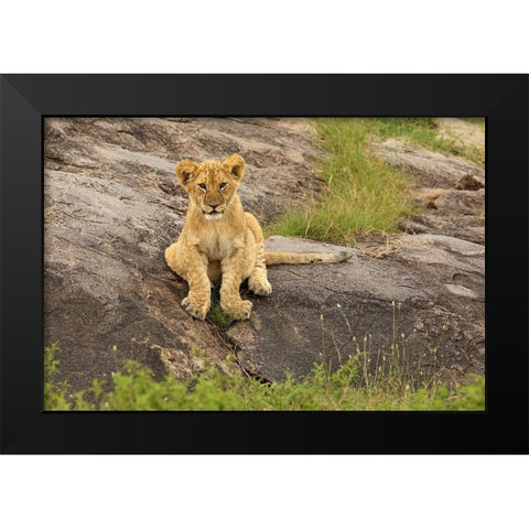 Lion Cub-Panthera leo-Serengeti National Park-Tanzania-Africa Black Modern Wood Framed Art Print by Jones, Adam