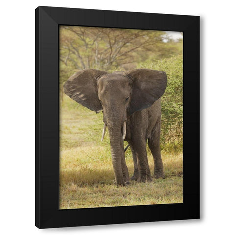 African elephant-Loxodonta africana-Serengeti National Park-Tanzania-Africa Black Modern Wood Framed Art Print with Double Matting by Jones, Adam