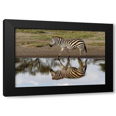 Burchells Zebra and reflection-Equus burchellii-Serengeti National Park-Tanzania-Africa Black Modern Wood Framed Art Print with Double Matting by Jones, Adam