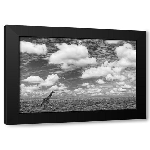 Masai Giraffe on open plains of Serengeti National Park-Tanzania-Africa-Giraffa Black Modern Wood Framed Art Print by Jones, Adam