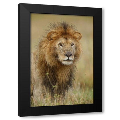 Adult black maned Lion-Panthera leo-Serengeti National Park-Tanzania-Africa Black Modern Wood Framed Art Print with Double Matting by Jones, Adam