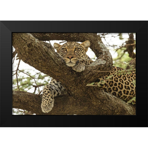 African leopard in tree-Panthera pardus pardus-Serengeti National Park-Tanzania-Africa Black Modern Wood Framed Art Print by Jones, Adam